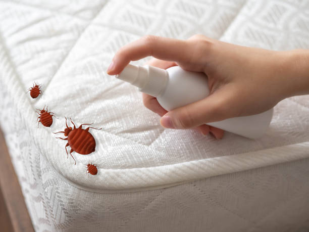 Best Insect Control  in Lenwood, CA