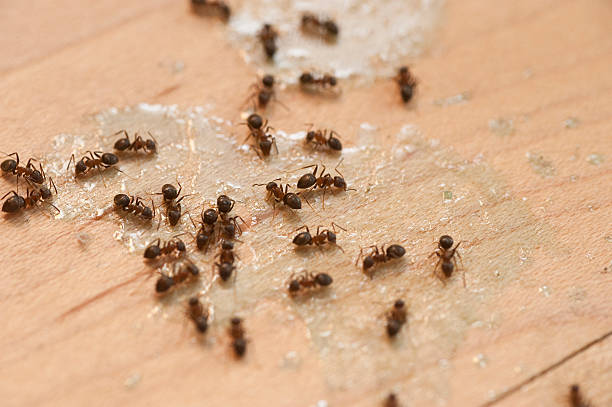 Best Commercial Pest Control Services  in Lenwood, CA