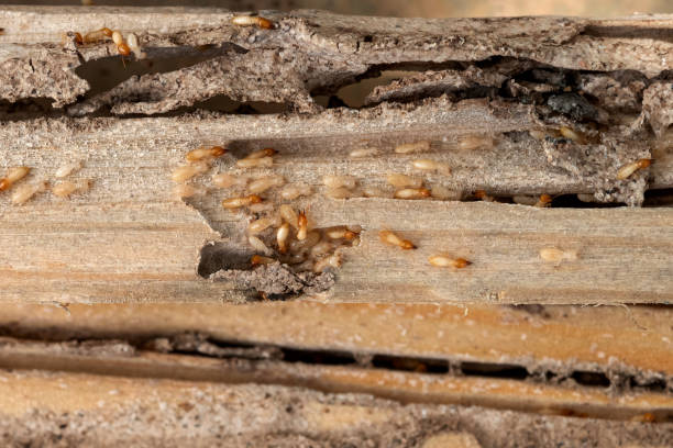 Best Affordable Pest Control Services  in Lenwood, CA