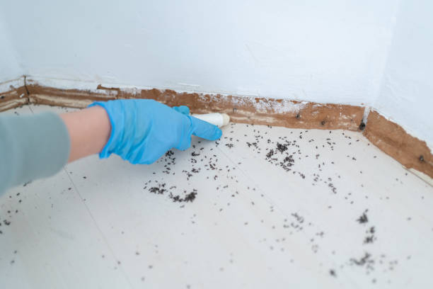 Best Local Pest Control Services  in Lenwood, CA